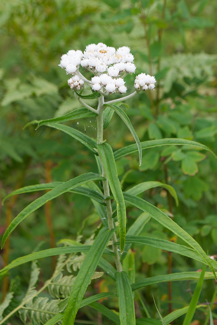 Изображение особи Anaphalis margaritacea.
