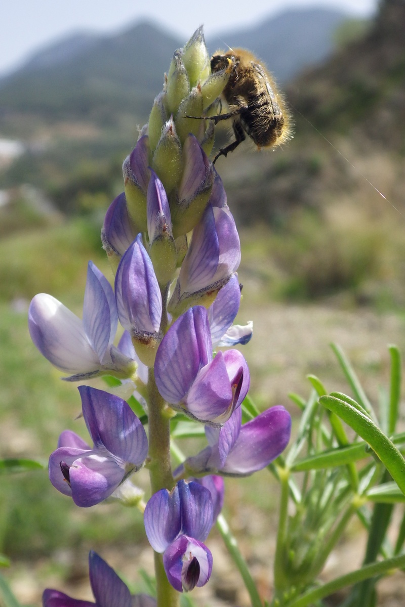 Изображение особи Lupinus angustifolius.