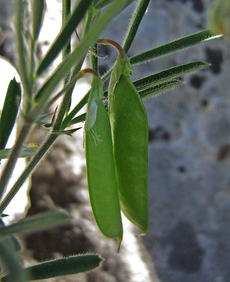 Изображение особи Lathyrus saxatilis.