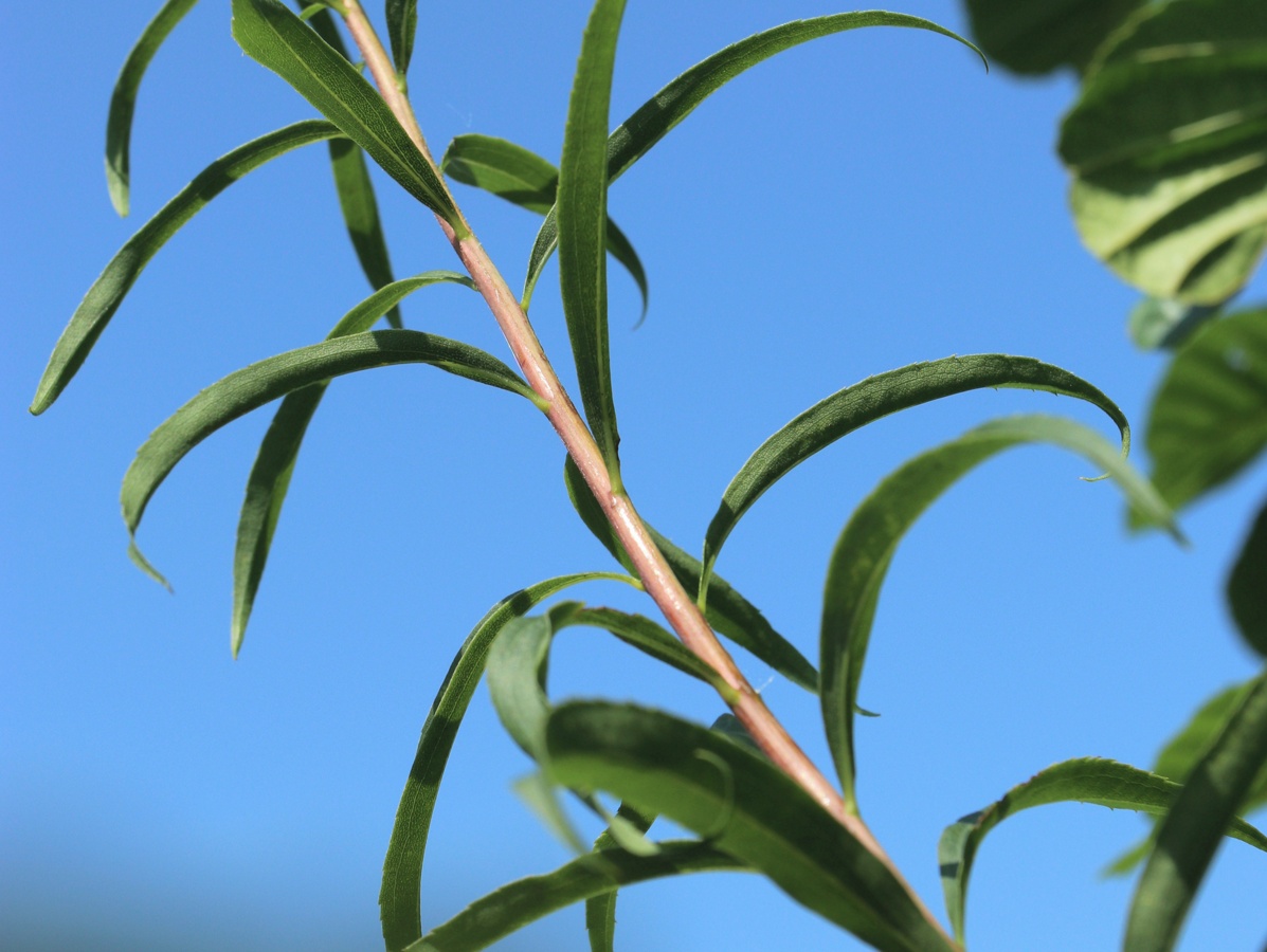 Изображение особи Solidago canadensis.