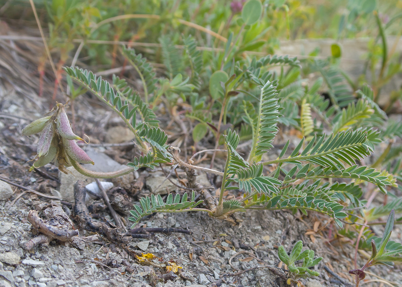 Image of Astragalus resupinatus specimen.