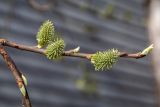 род Salix