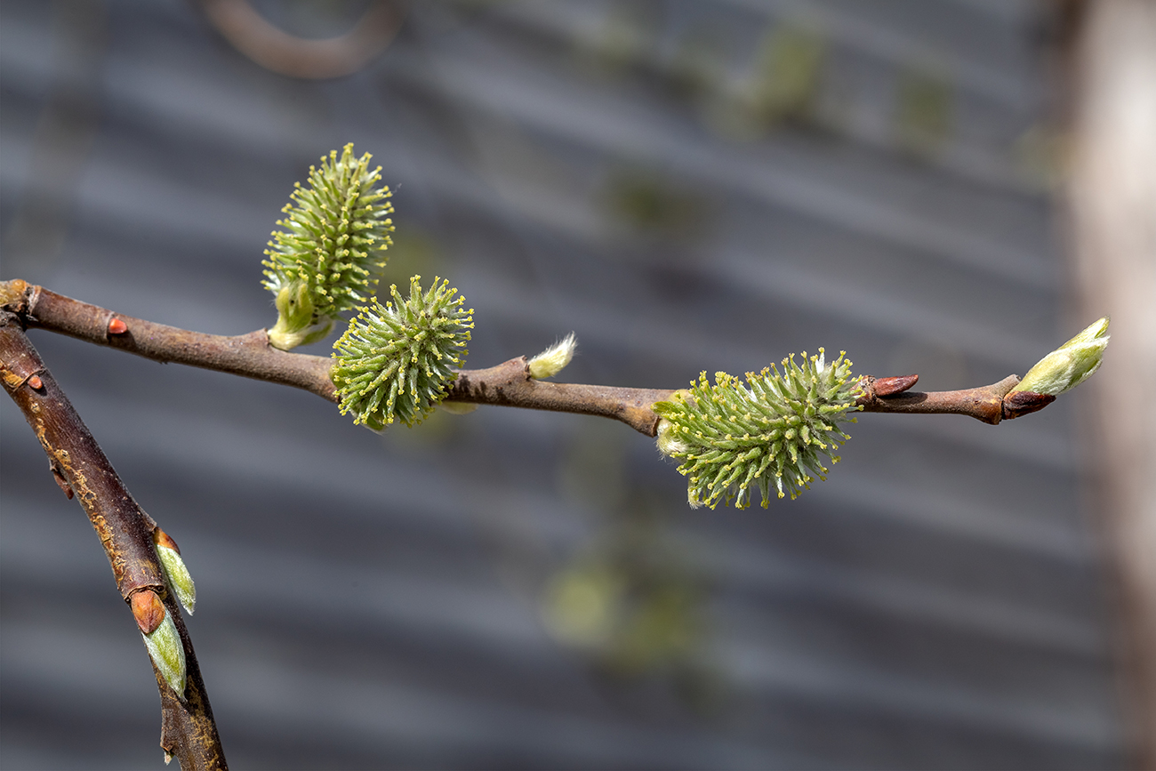 Image of genus Salix specimen.