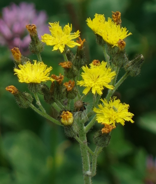 Image of genus Pilosella specimen.
