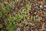 Galium × pomeranicum