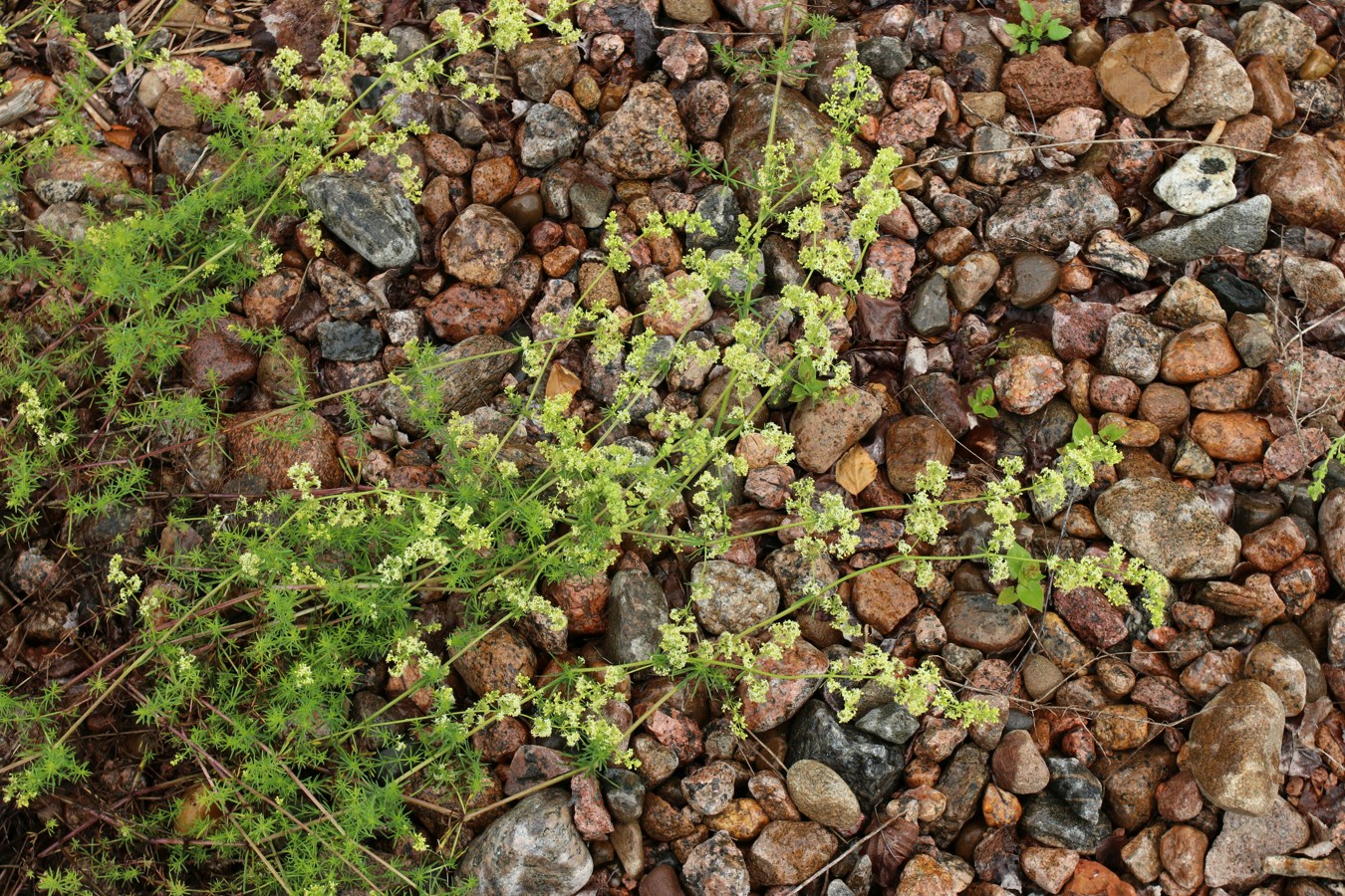 Image of Galium &times; pomeranicum specimen.