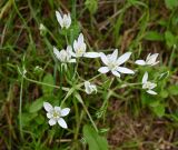 genus Ornithogalum