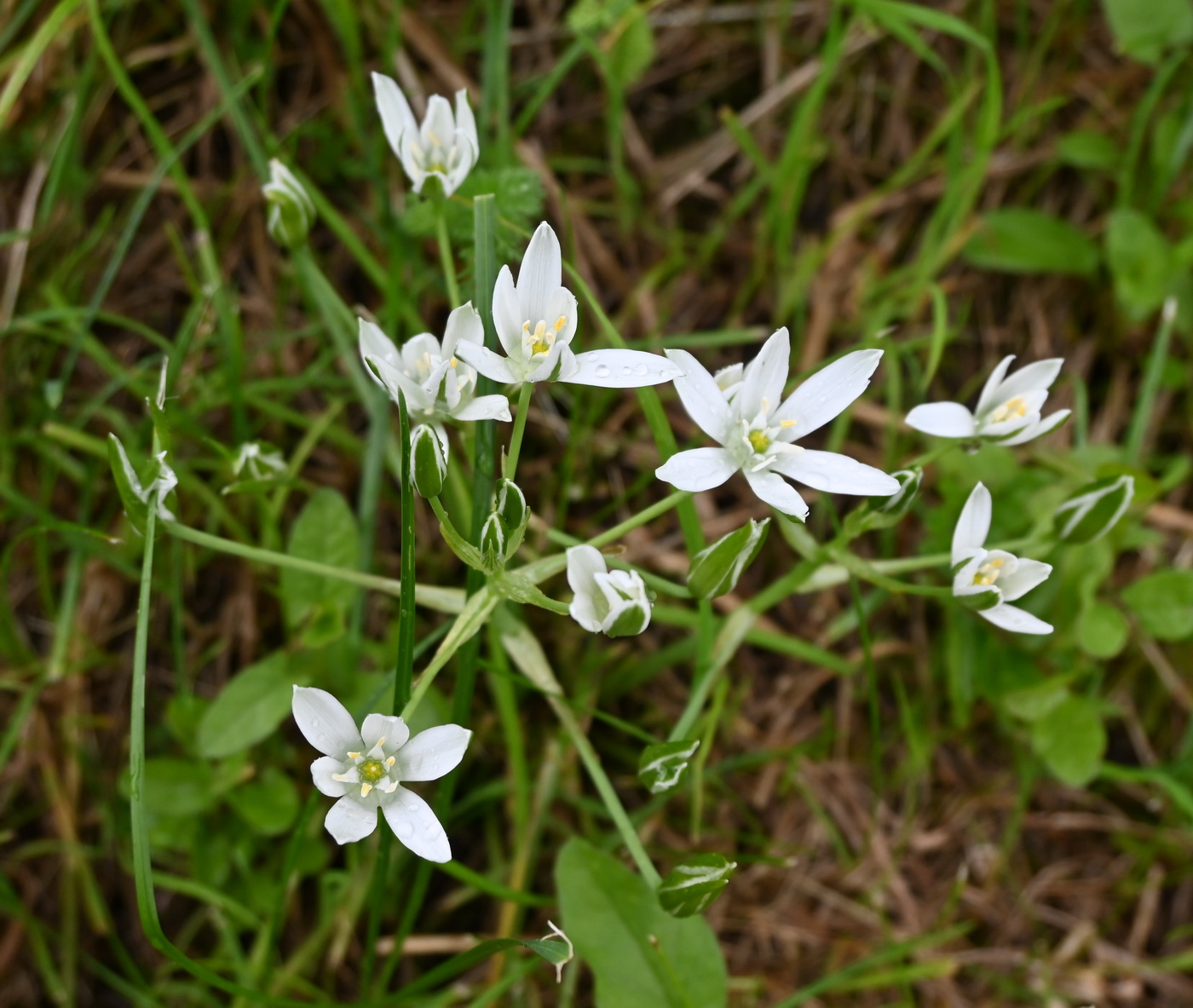 Image of genus Ornithogalum specimen.
