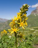 Ligularia subsagittata