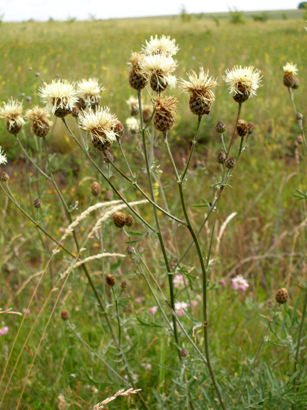 Изображение особи Centaurea rigidifolia.