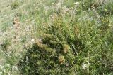 genus Juniperus