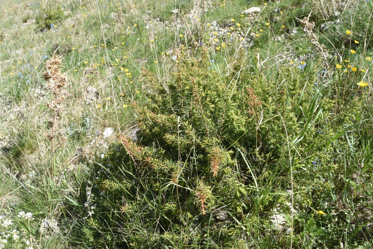Image of genus Juniperus specimen.