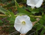 Calystegia sepium