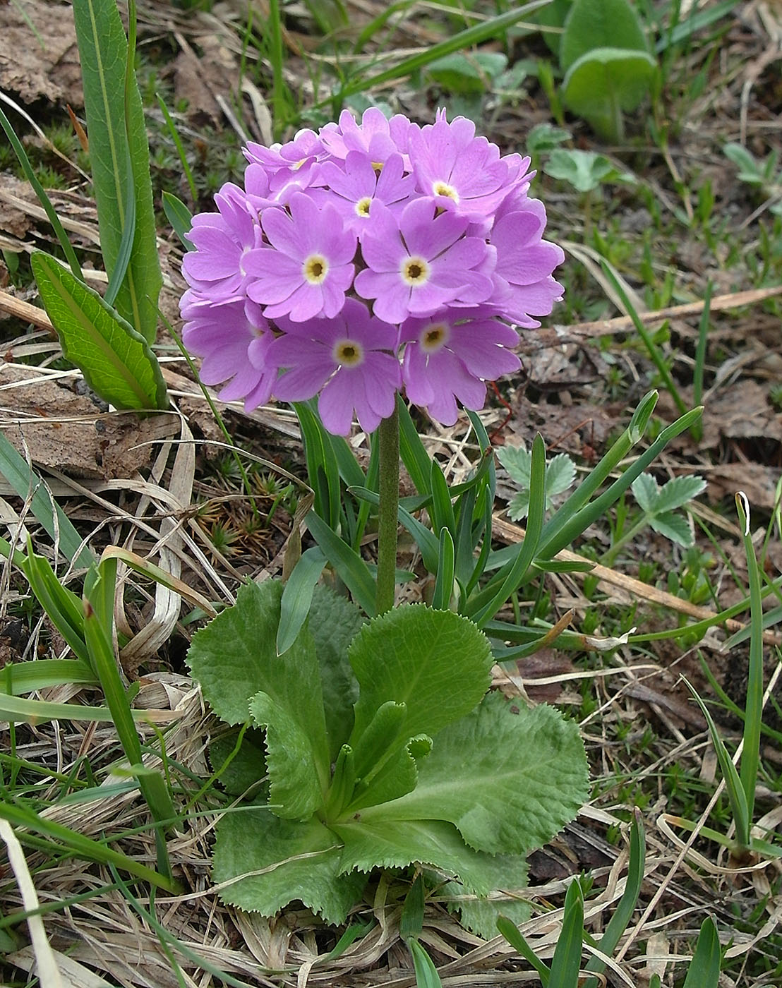 Image of Primula algida specimen.