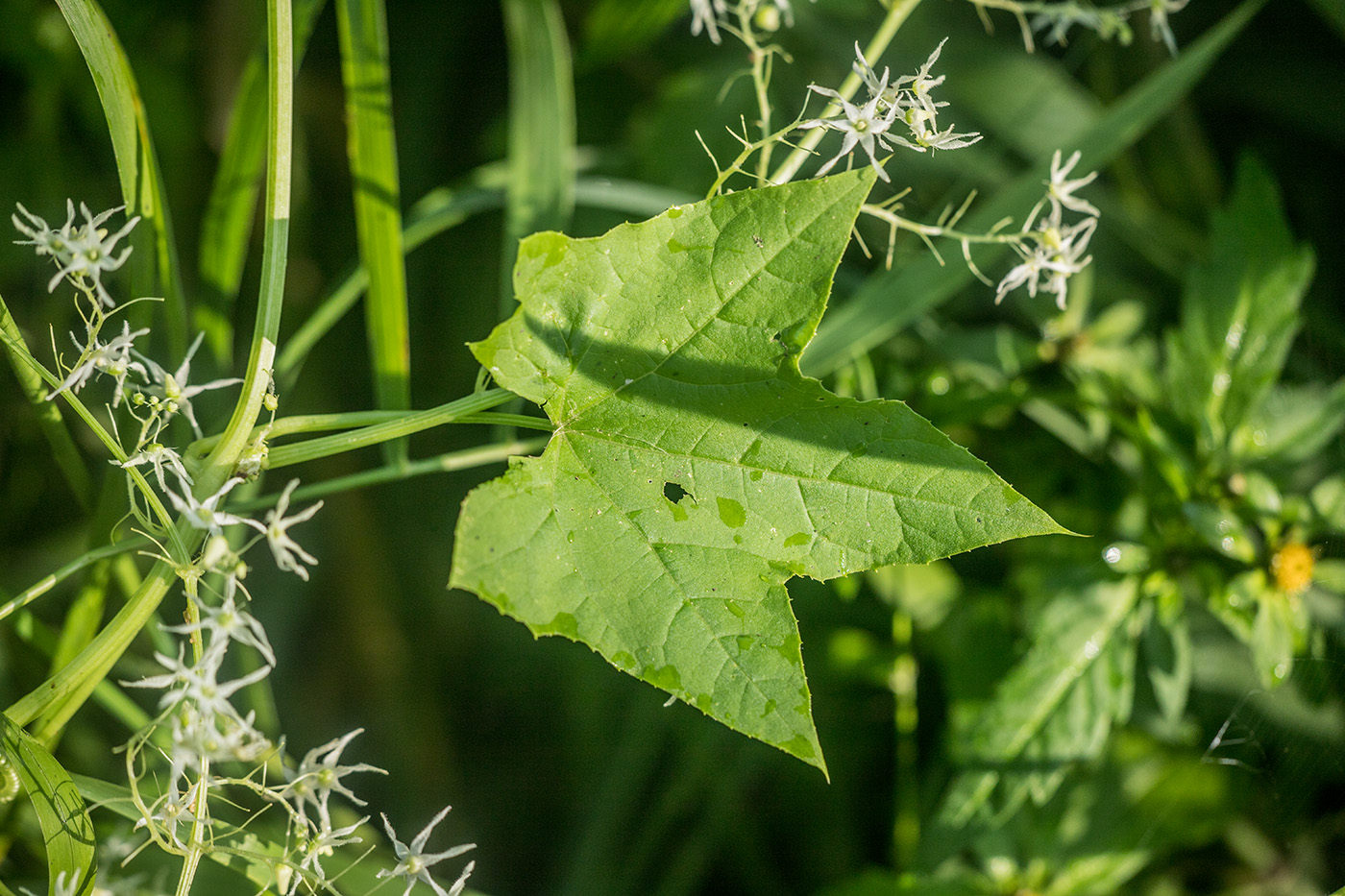Изображение особи Echinocystis lobata.