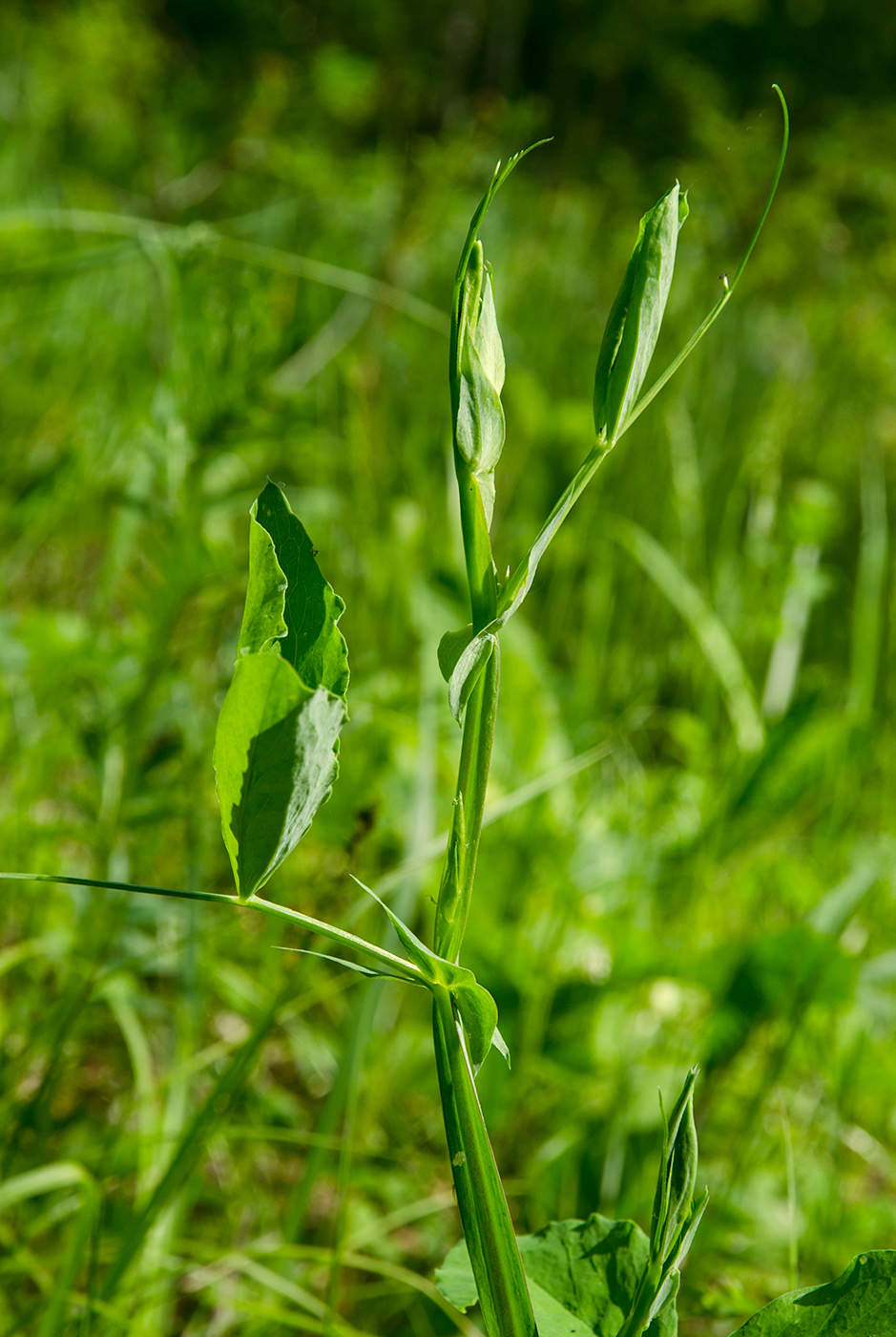 Image of genus Lathyrus specimen.