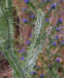 Onopordum acanthium