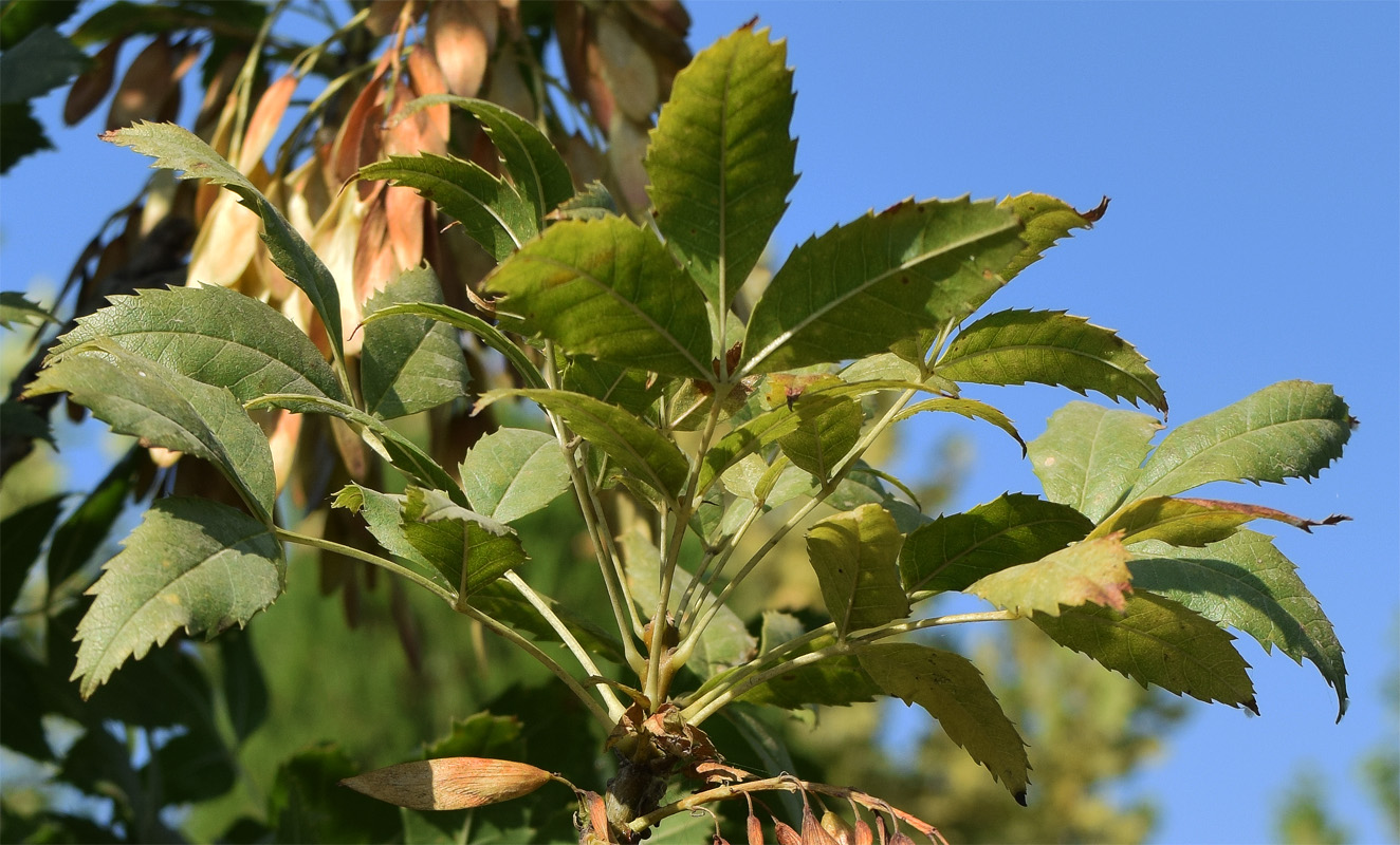 Image of Fraxinus syriaca specimen.