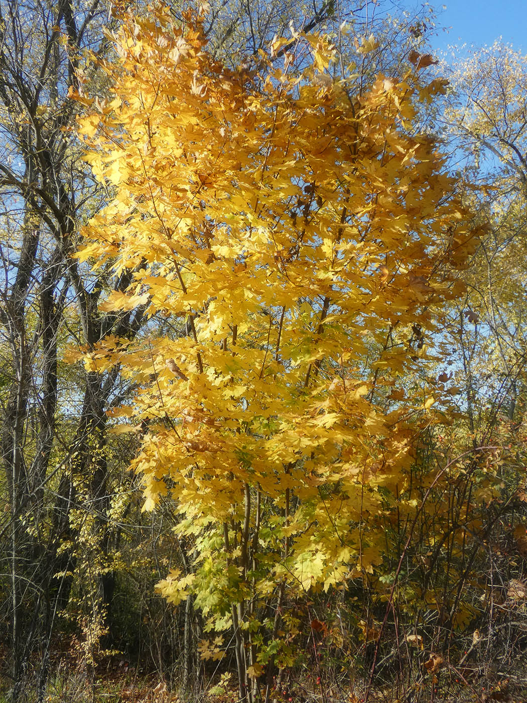 Image of Acer platanoides specimen.