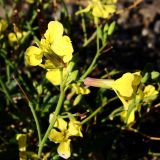 Raphanus raphanistrum