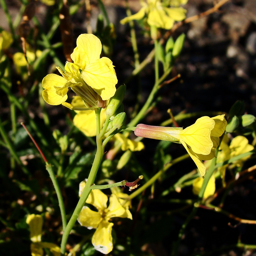 Изображение особи Raphanus raphanistrum.