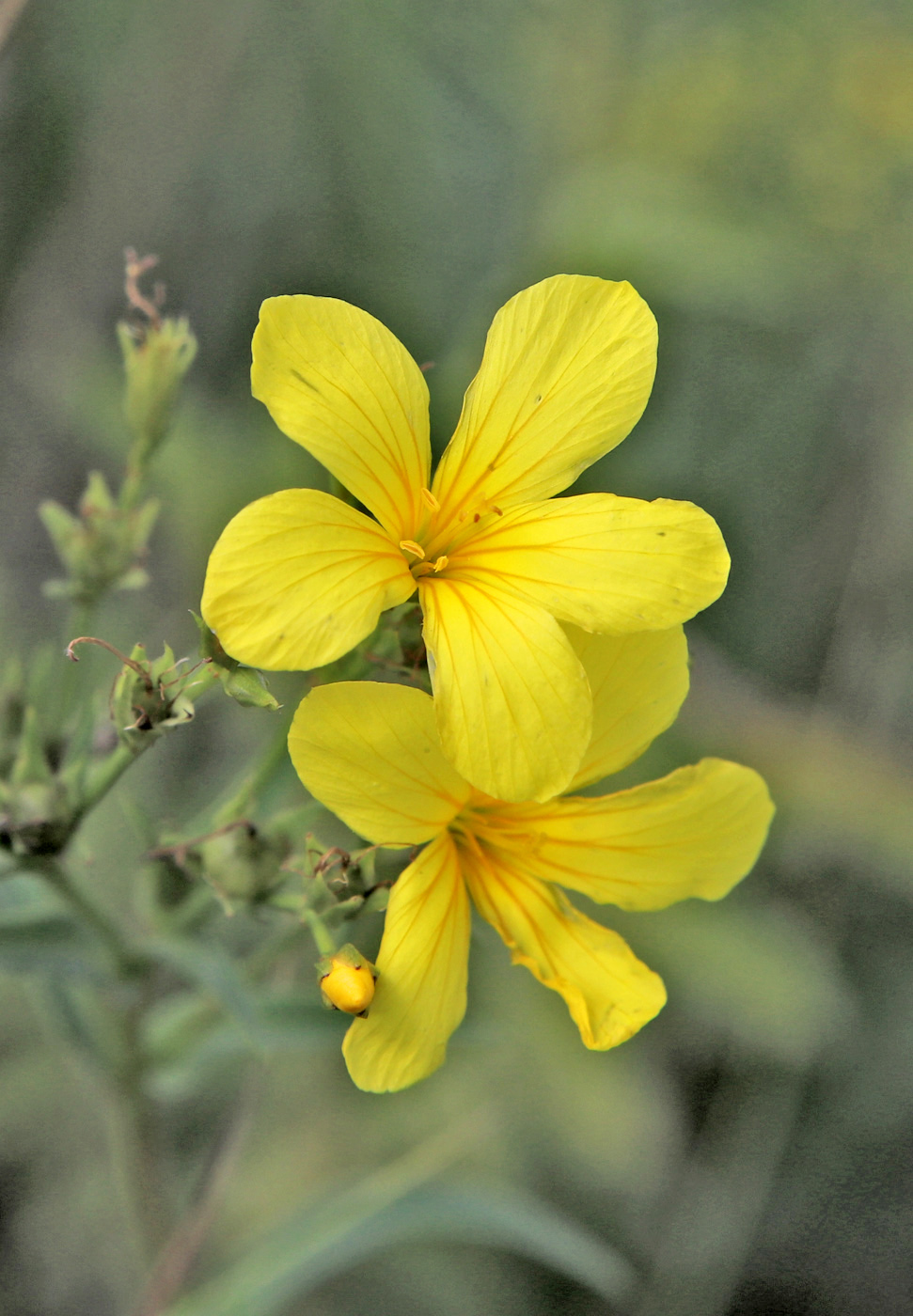 Image of Linum flavum specimen.