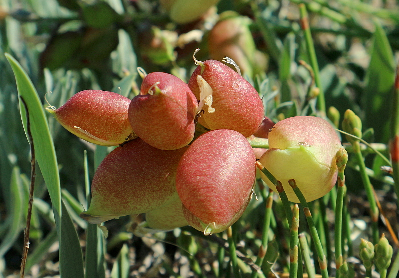Image of Astragalus suprapilosus specimen.