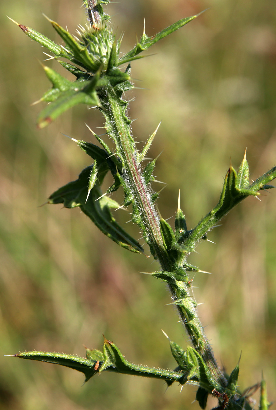 Image of Cirsium vulgare specimen.