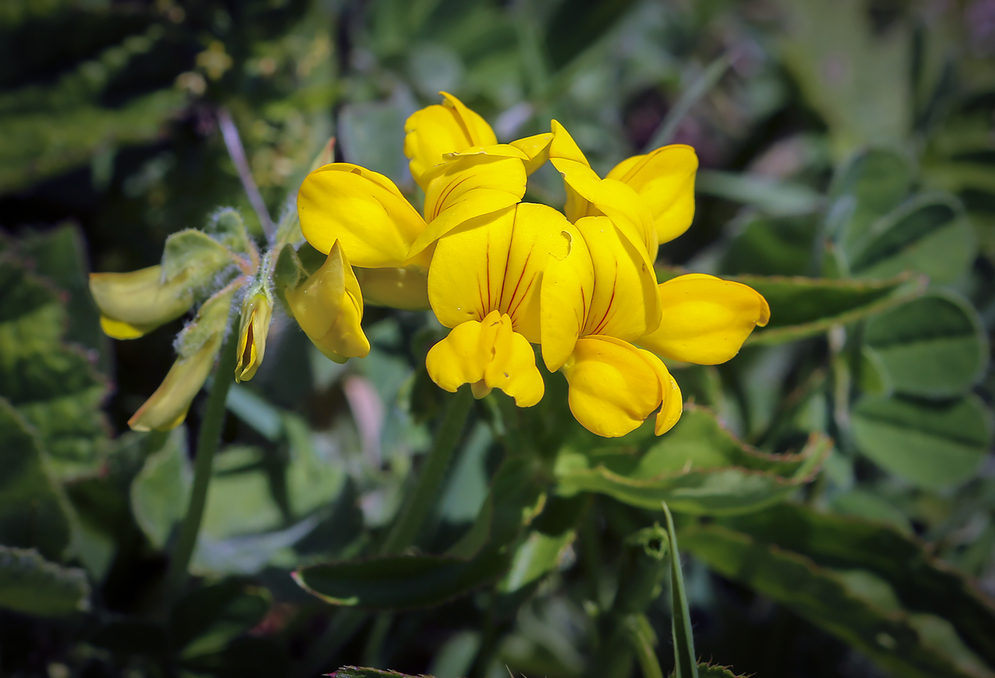 Изображение особи Securigera orientalis.