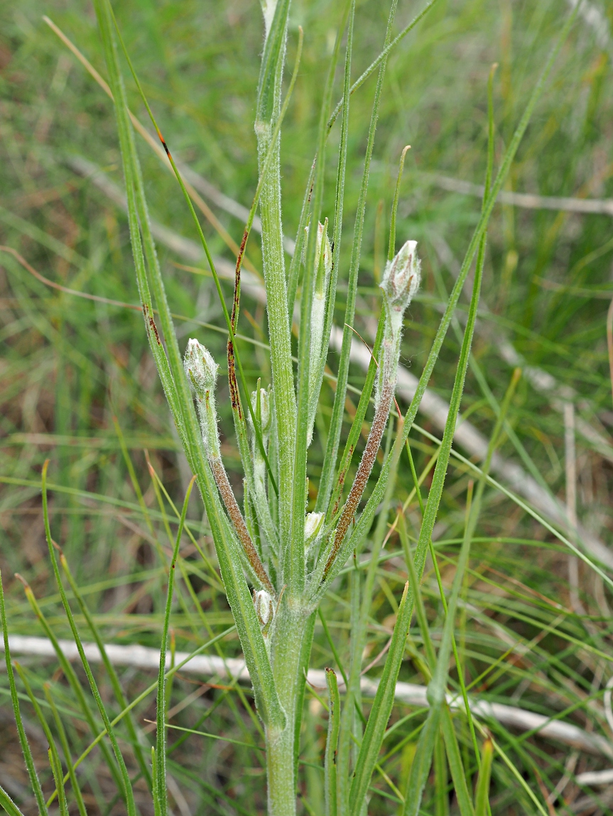 Image of Scorzonera stricta specimen.
