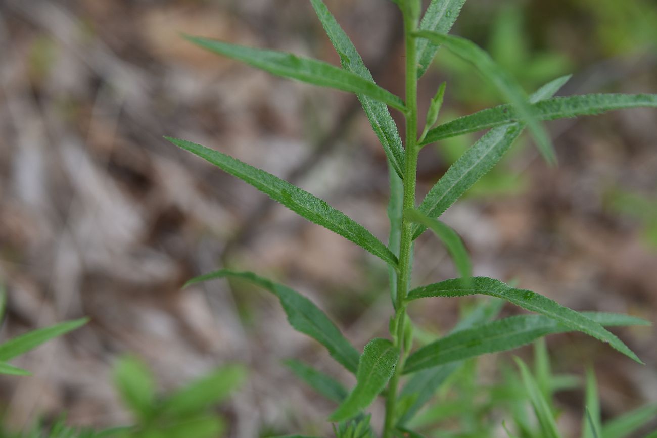 Image of Unknown species specimen.