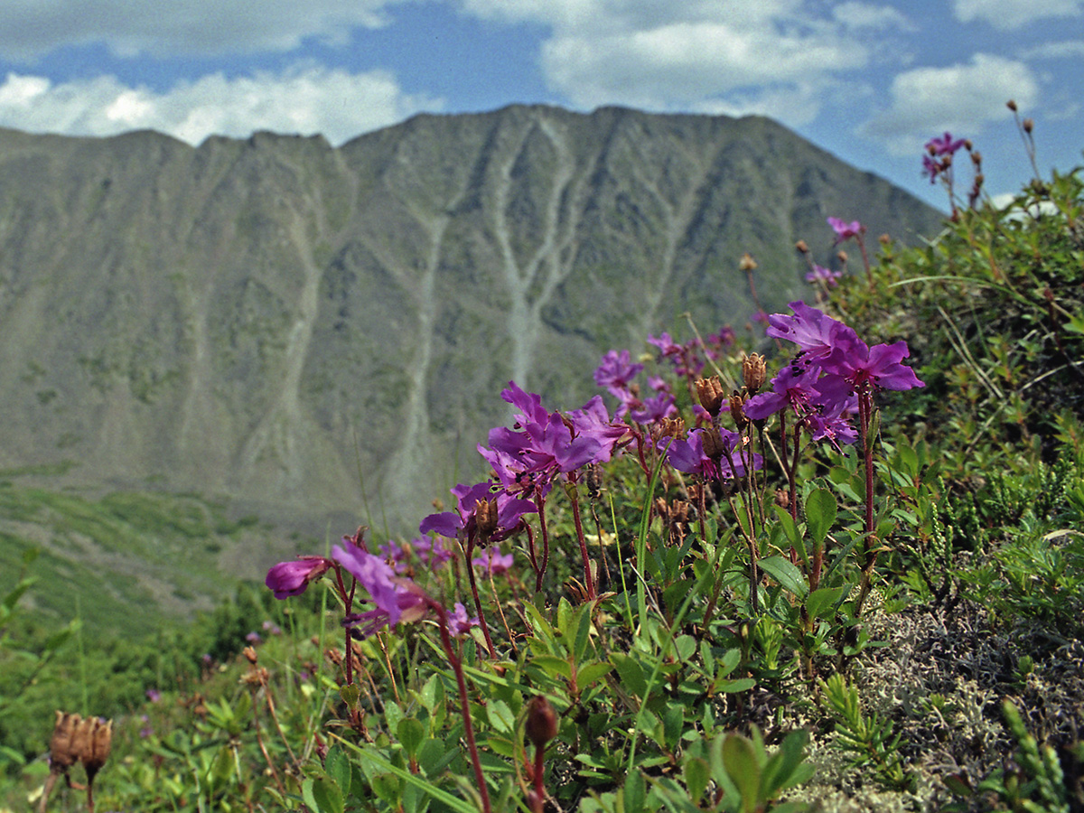 Изображение особи Rhododendron redowskianum.