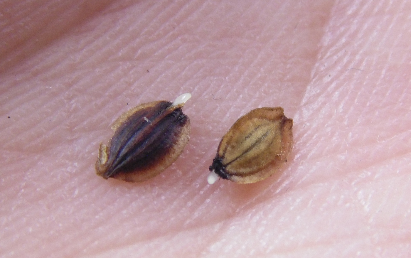 Изображение особи Thyselium palustre.