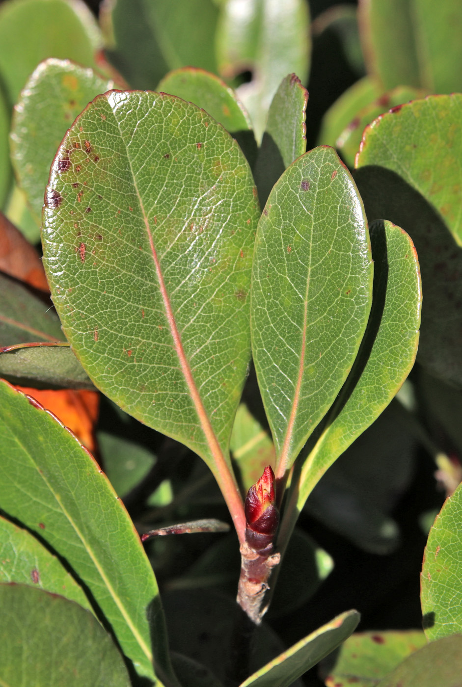 Изображение особи Rhaphiolepis umbellata.