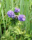 Galega orientalis. Верхушка цветущего растения поражённого тлёй. Ульяновская обл., Мелекесский р-н, окр. с. Лебяжье, луг на опушке леса. 09.06.2024.