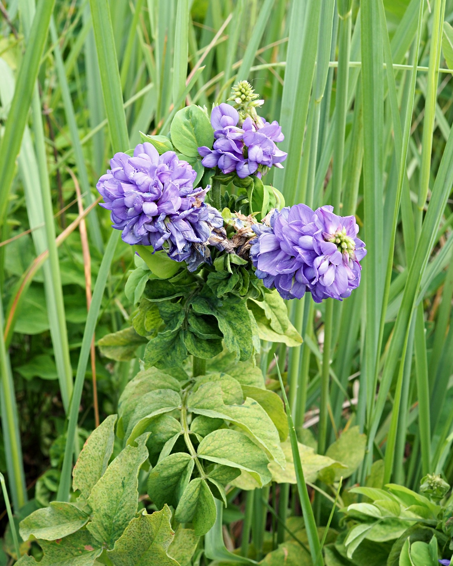 Image of Galega orientalis specimen.