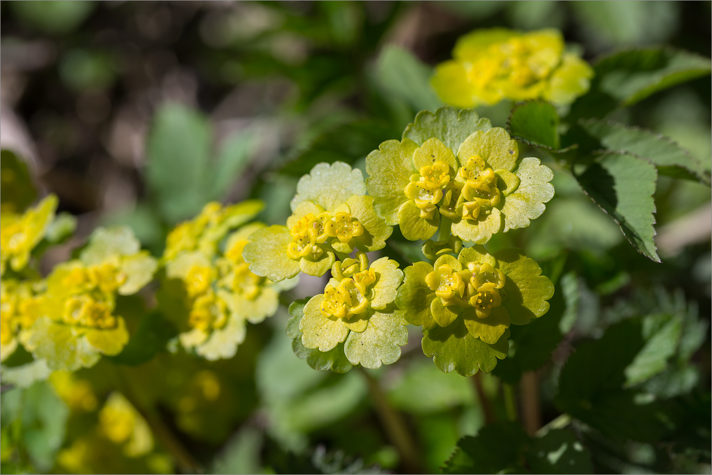 Изображение особи Chrysosplenium alternifolium.