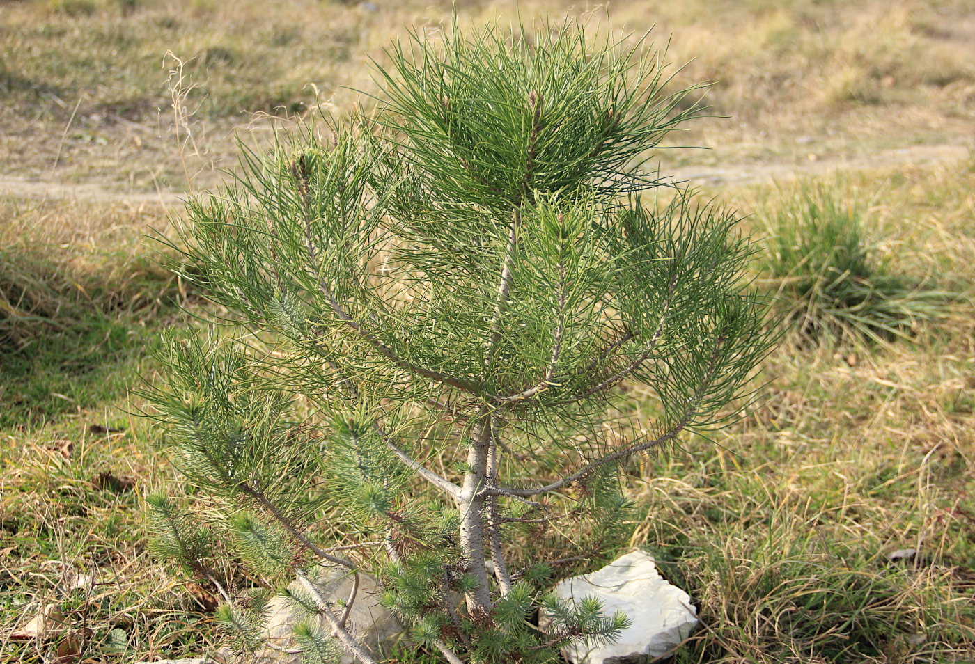 Image of Pinus pinea specimen.