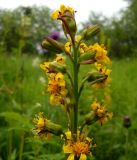 Ligularia sibirica