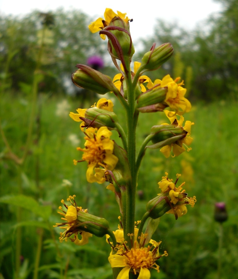 Image of Ligularia sibirica specimen.