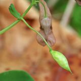 Corydalis ussuriensis. Плод. Приморский край, Хасанский р-н, юго-западный берег бухты Рейд Паллада, мыс Острено, небольшой распадок на северном склоне, опушка липового леса (Tilia mandshurica при участии Tilia amurensis). 18.05.2026.