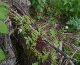 genus Geranium