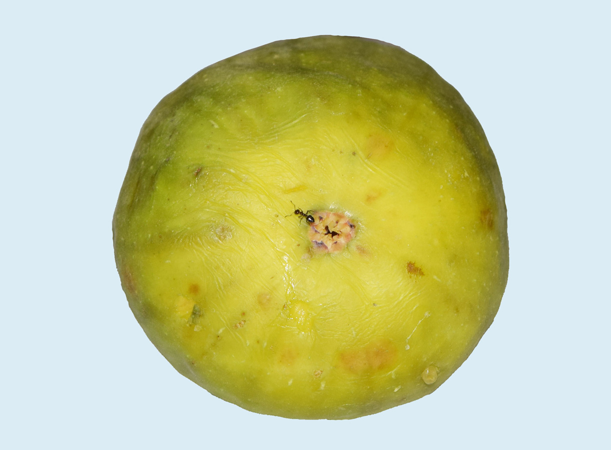 Image of Ficus carica specimen.