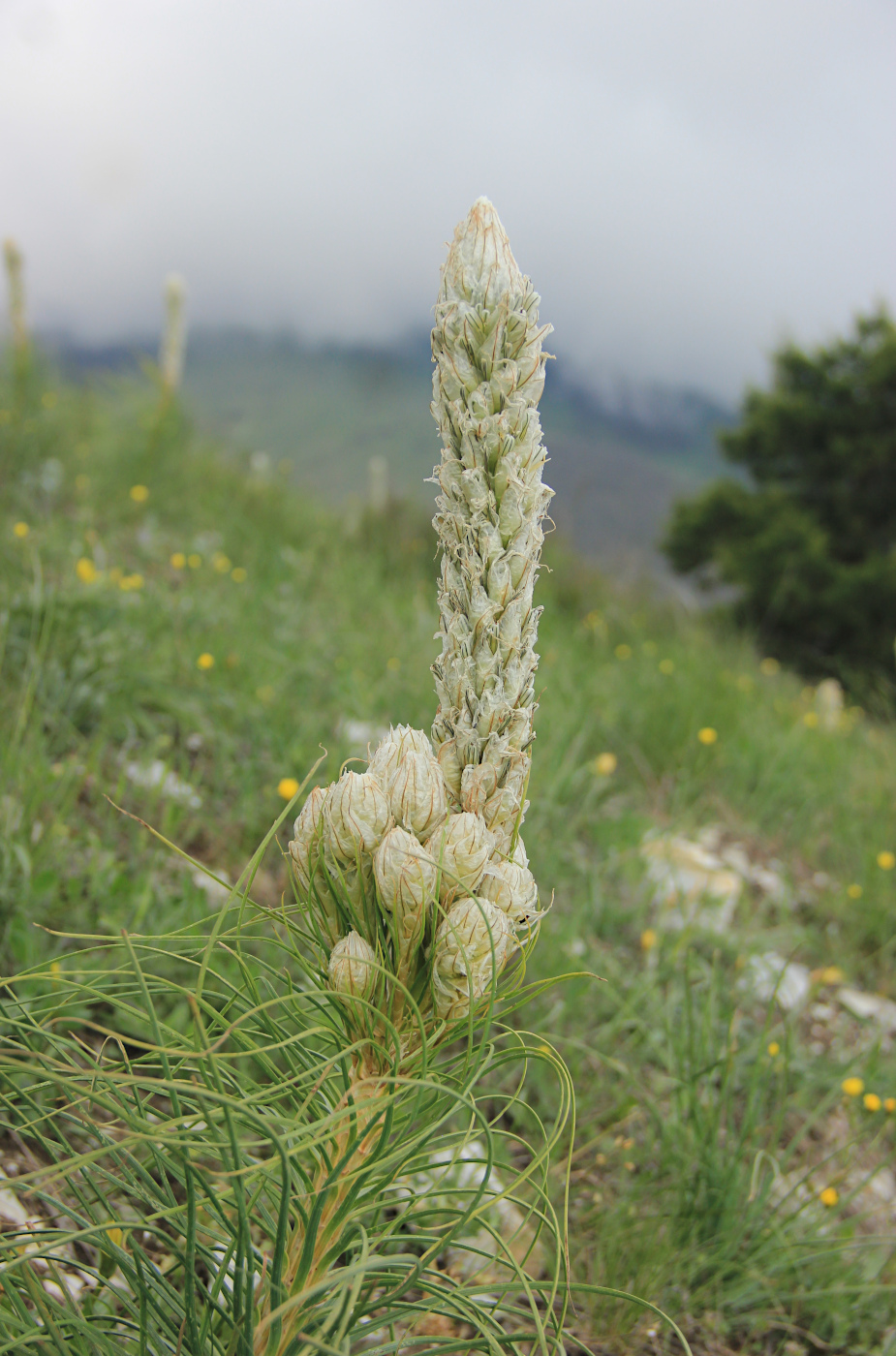 Image of Asphodeline taurica specimen.
