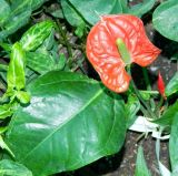 род Anthurium