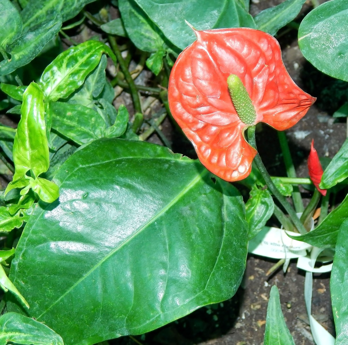 Изображение особи род Anthurium.