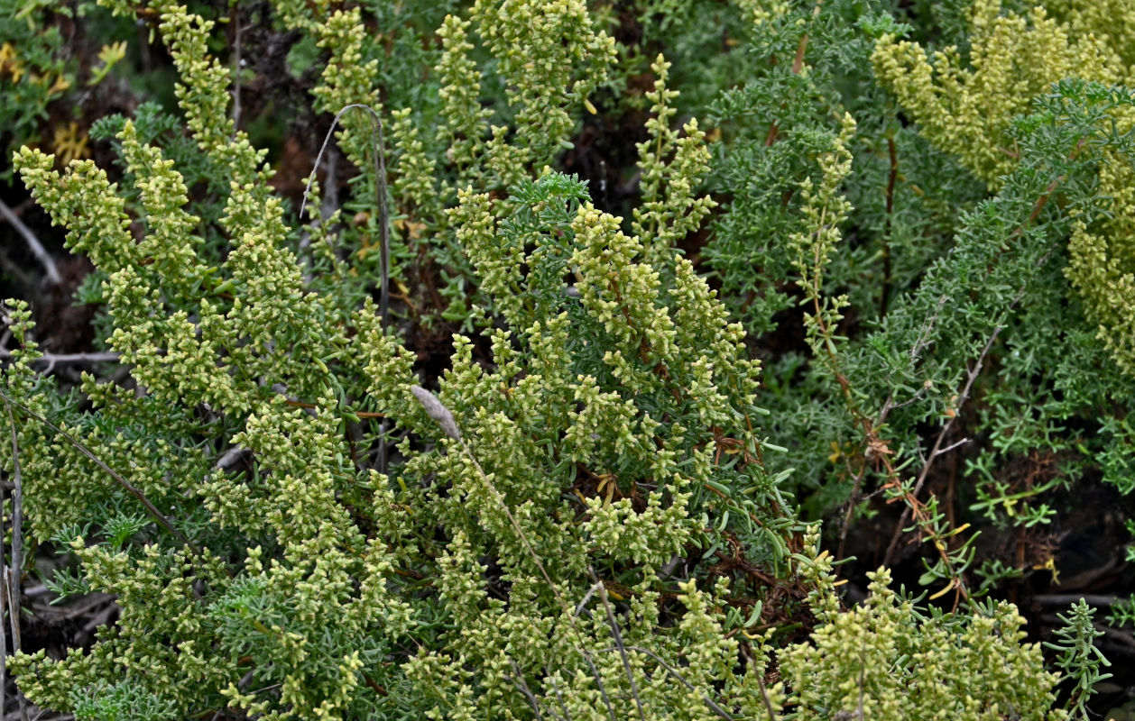 Image of Artemisia campestris ssp. glutinosa specimen.