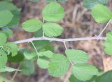род Rubus