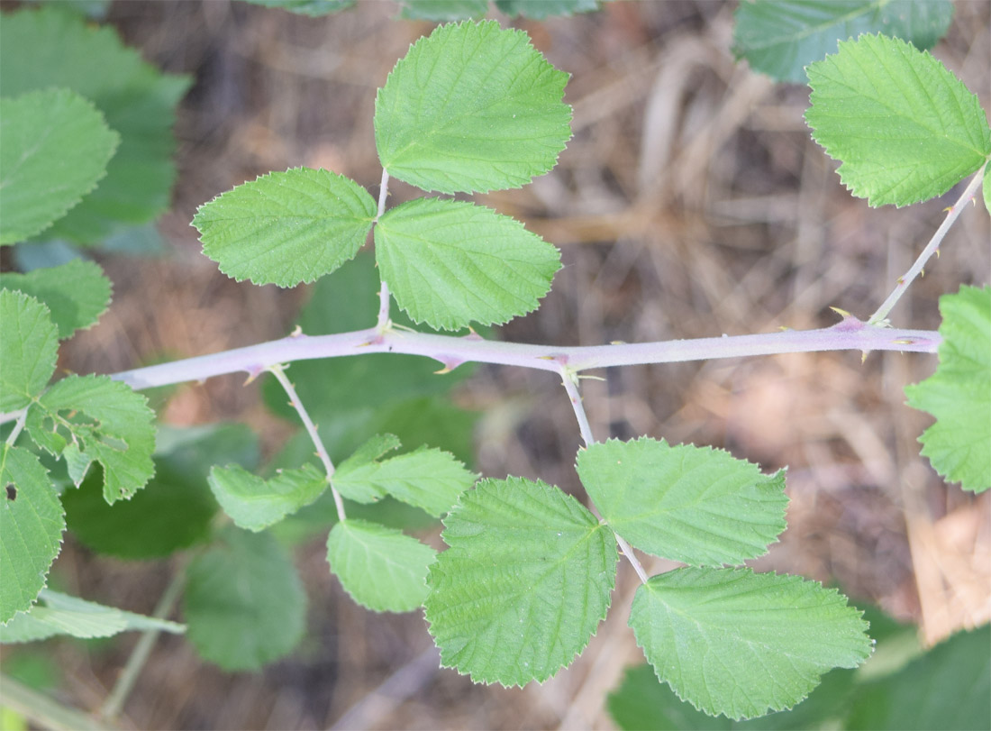 Изображение особи род Rubus.