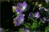 Campanula carpatica. Цветки. Московская обл., Раменский р-н, окр. дер. Хрипань, садовый участок. 14.08.2026.
